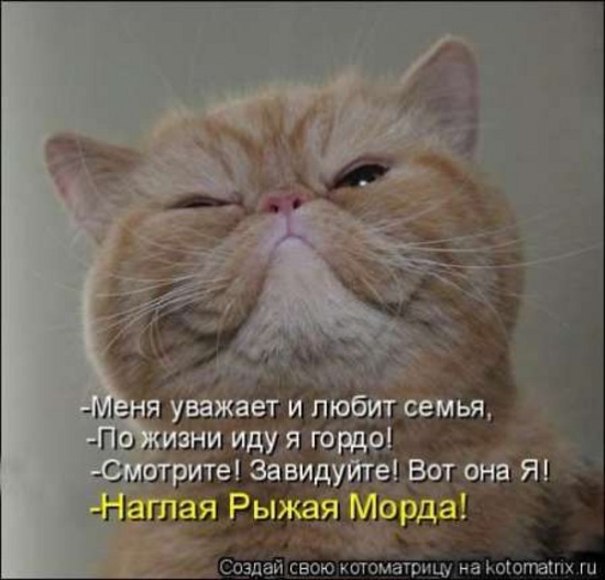 От Марены - ещё раз о котах...